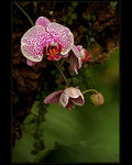 Orchidej II.