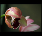 Orchidej IV.