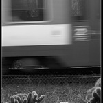 Kaktusy a vlak