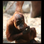 Mal orangutan