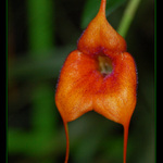 Kouzeln orchidej