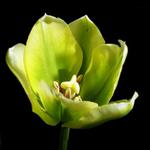 Tulip...:)