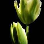 Tulip2..:)