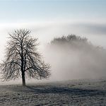 strom v mlze