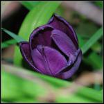 Fialovy tulipan