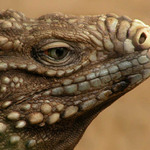 Pohled kubnskho draka.