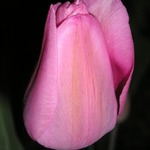 tulipnek