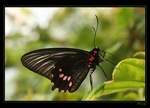 .:Butterfly:.