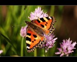... Butterfly II. ...