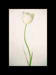 tulipn 1