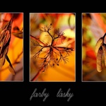 ... farby lsky ...