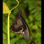 .:Butterfly:.