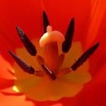 ..:tulip:..