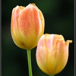 Tulipnovka 2