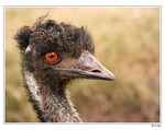 Emu hnd (Dromaius novaehollandiae)
