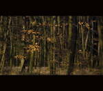 Duchov lesa