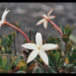 Flora Roraimy - Venezuela