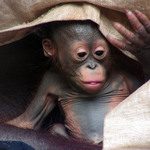 Nadje - miminko orangutana bornejskho