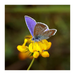 Motyl a kvet