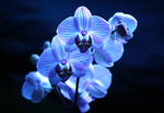Orchid Phalaenopsis in blue .........
