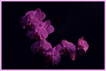 Orchid Phalaenopsis in purple  .........