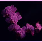 Orchid Phalaenopsis in purple  .........
