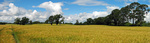 Fields of Scotland 2