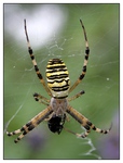 pavouk z jinch kraj v Polab