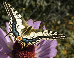 Otakrek fenyklov, Papilio mackaon L.