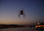Pavouk nad Dunajem