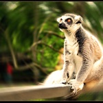 Lemur sedc hledc