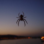 Pavouk nad Dunajem