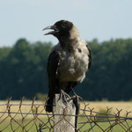 corvus corone cornix