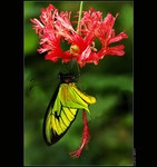 Ornithoptera paradisea chrysanthemumII...