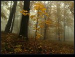 podzimn mlhy (4)