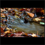 .: Barvy podzimu u vody :.