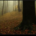 podzimn mlhy (3)
