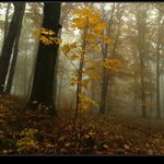 podzimn mlhy (4)