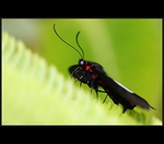 Insect in black