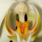 Liaj pvabn (Phalaenopsis amabilis)