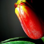 Tulipn...