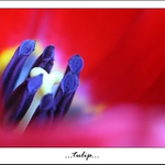 ...tulip...
