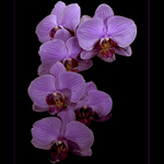 ...Orchidej...