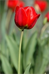 Tulipn II