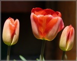 Tulipny teiace sa plnmu slnieku
