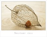 *Solitary Cell*