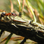 Ferda mravenec:)