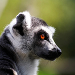 Lemur :)