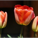 Tulipny teiace sa plnmu slnieku