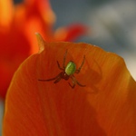 pavouek v tulipanu